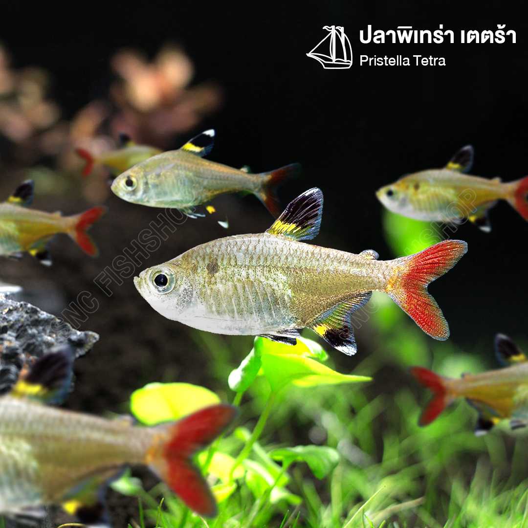 พิเทร่า เตตร้า (Pristella Tetra) ขายเซทละ 2ตัว/5ตัว ไซส์ XL 3.5cm