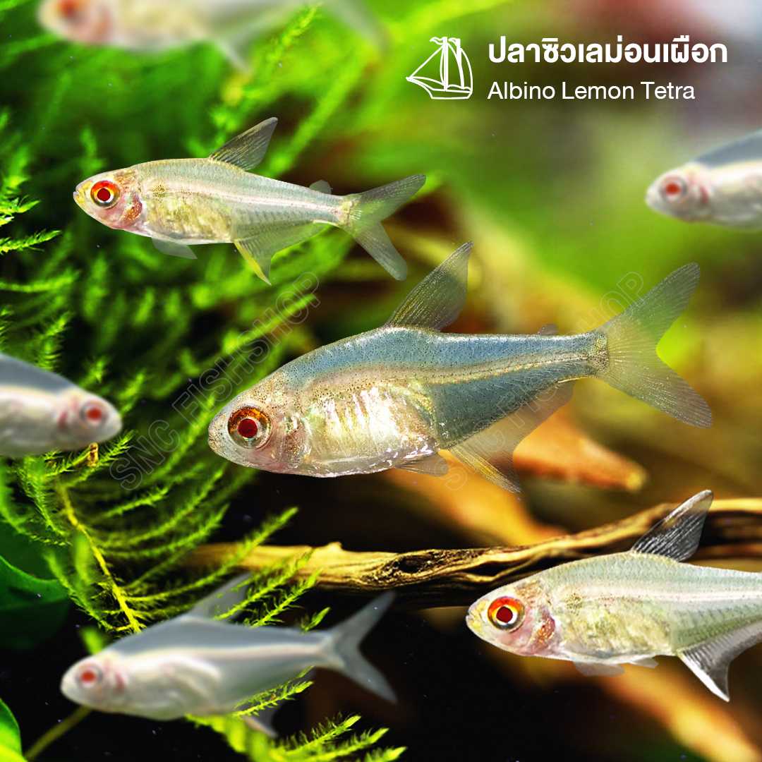 ปลาซิวเลม่อนเผือก Albino Lemon Tetra ขายเซทละ 5ตัว/ 12ตัว ไซส์ 2cm.