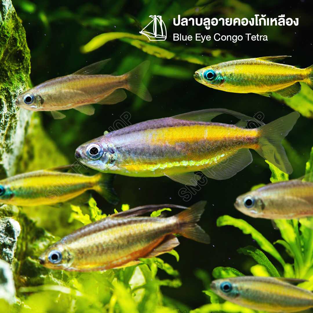บลูอายคองโก้เหลือง (Blue Eye Congo Tetra) ขายเซตละ 1ตัว/2ตัว ไซส์ประมาณ 4cm.