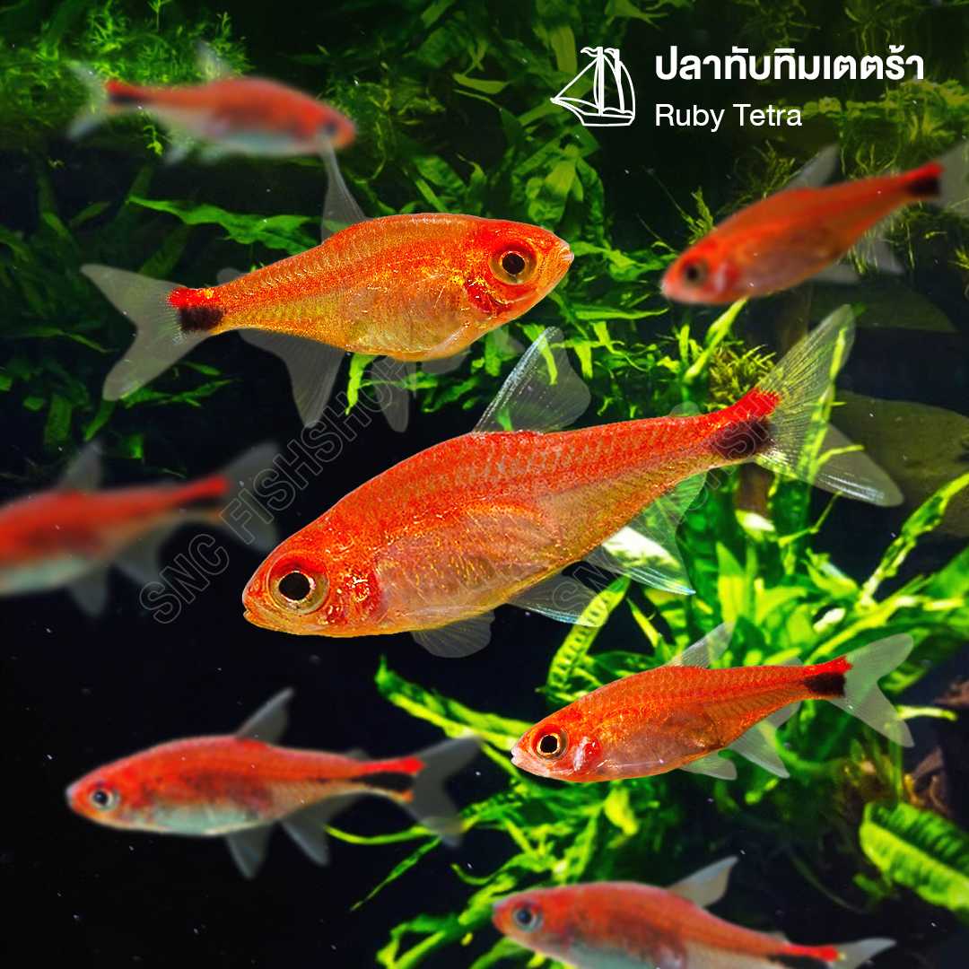 ทับทิมเตตร้า (Ruby Tetra) ขายเซทละ 5ตัว/12ตัว ไซส์ประมาณ 2.5cm