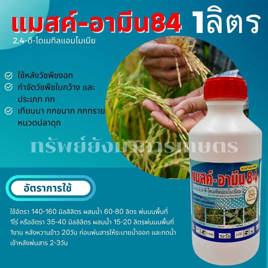 แมสค์-อามีน84 2,4-ดี-ไดเมทิลแอมโมเนียม 1ลิตร กำจัดวัชพืชใบกว้าง และประเภท กก เครือ ในนาข้าว