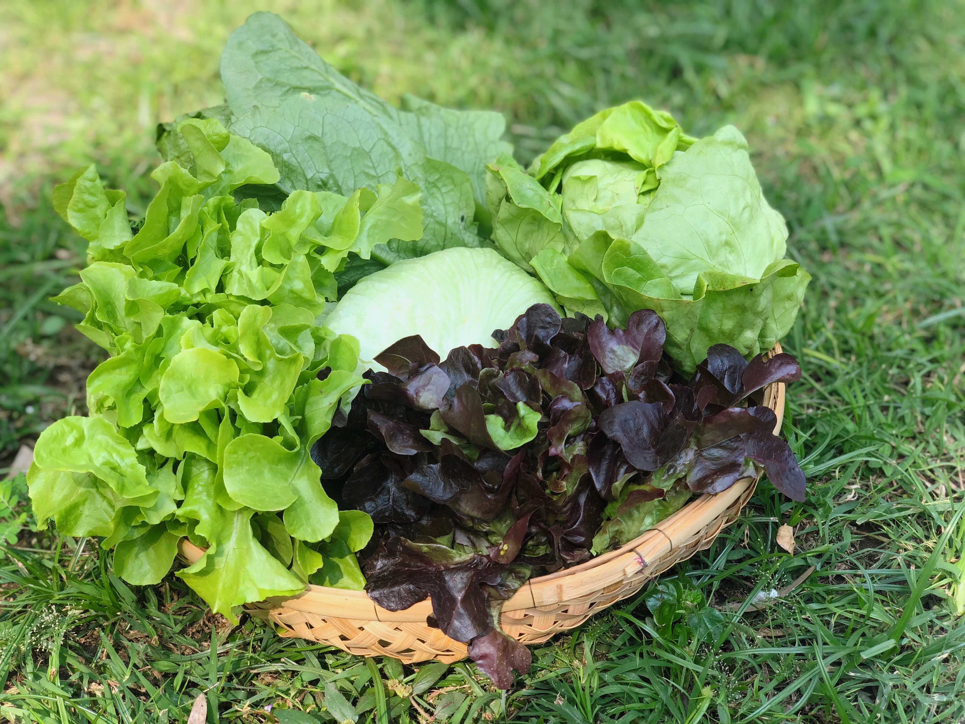 ชุดสลัดรวม Mixed Lettuce Set 