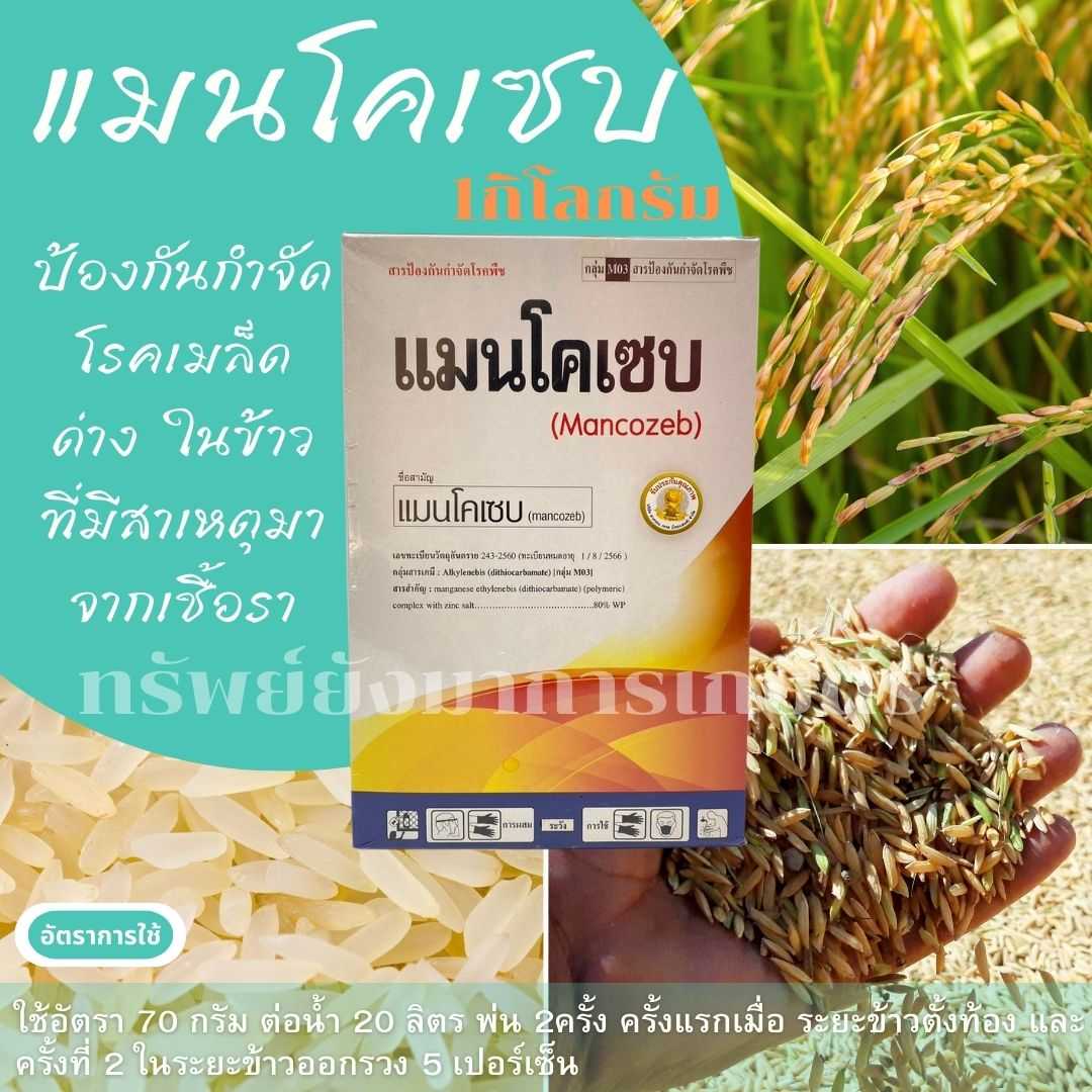แมนโคเซบ 1กิโลกรัม ตราหมูทองคำ ป้องกันกำจัดโรคเมล็ดด่าง ในข้าว ที่มีสาเหตุมาจากเชื้อรา