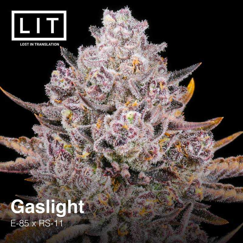 Gaslight Litfarms Feminized Photoperiod 