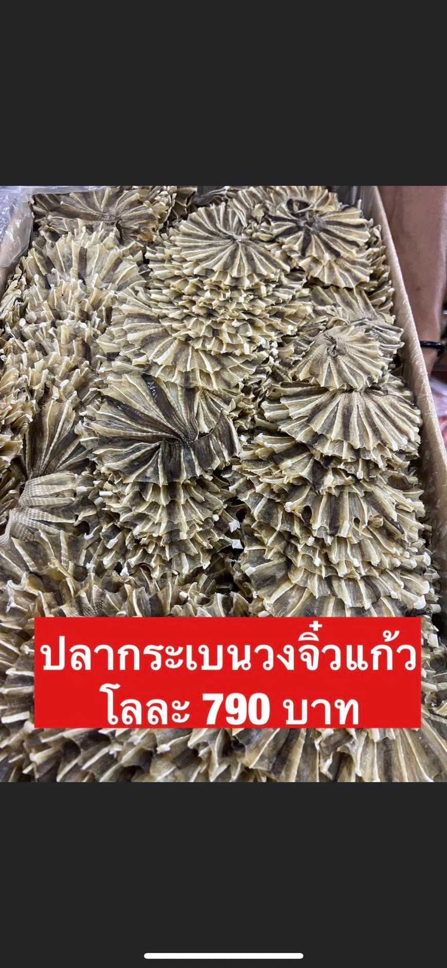ปลากระเบนวงจิ๋วแก้วขนาด500กรัม