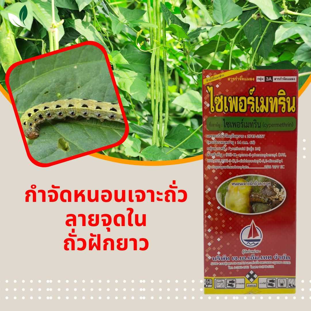 ไซเพอร์เมทริน 1ลิตร ตราเรือใบ สูตรเย็น กำจัดหนอนเจาะถั่วลายจุดในถั่วฝักยาว