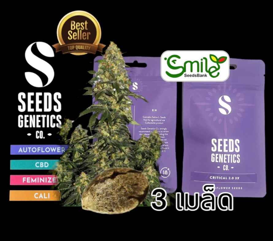 Seeds Genetics.Co Critical 2.0 Auto - Pack 3