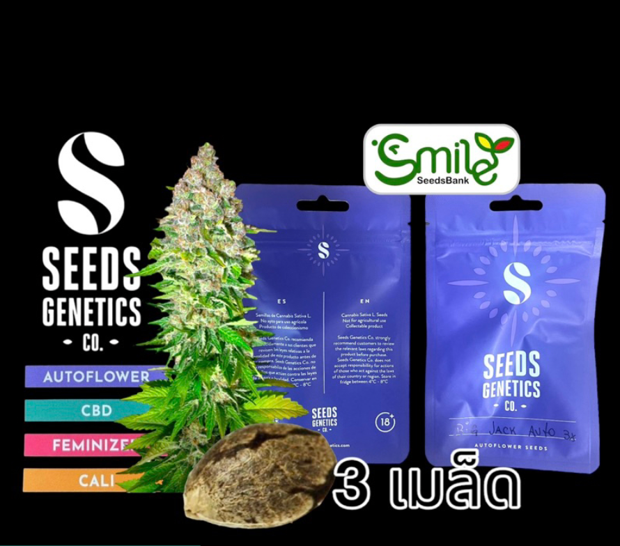 Seeds Genetics.Co Big Jack Auto - Pack 3