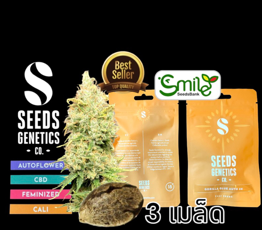 Seeds Genetics.Co Gorilla Glue Auto - Pack 3