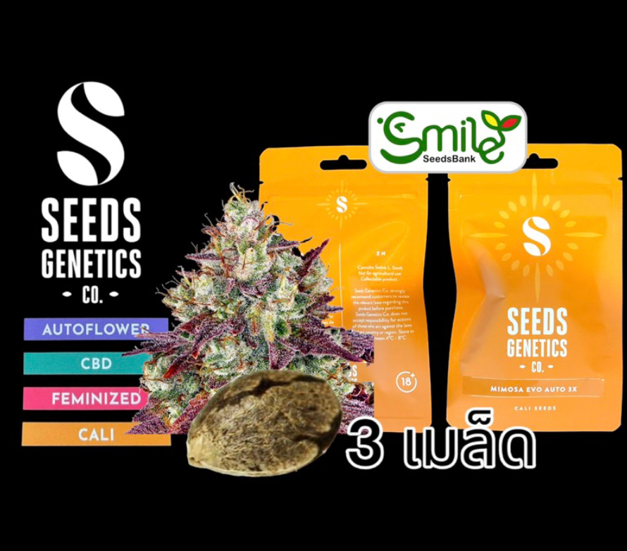 Seeds Genetics.Co Mimosa Evo Auto - Pack 3