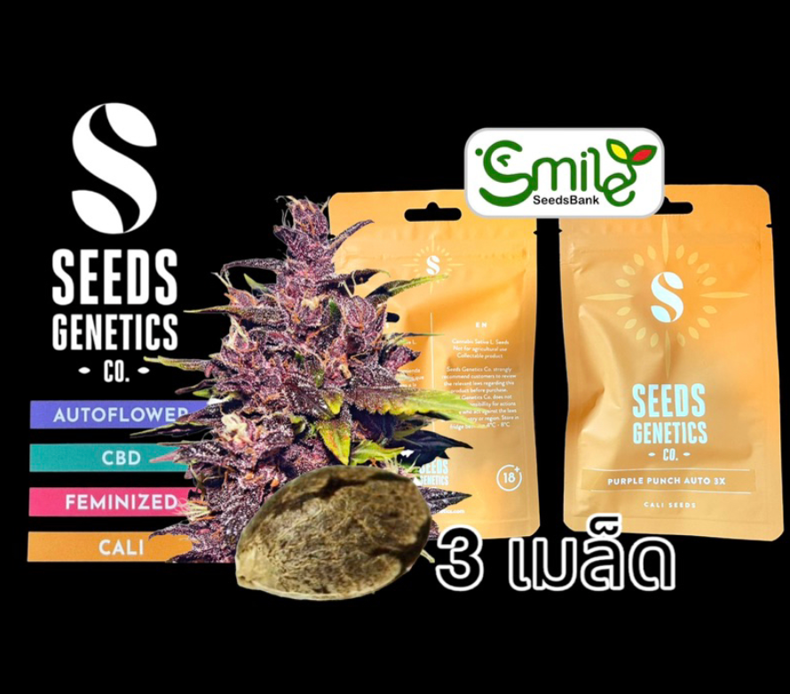 Seeds Genetics.Co Purple Punch Auto - Pack 3