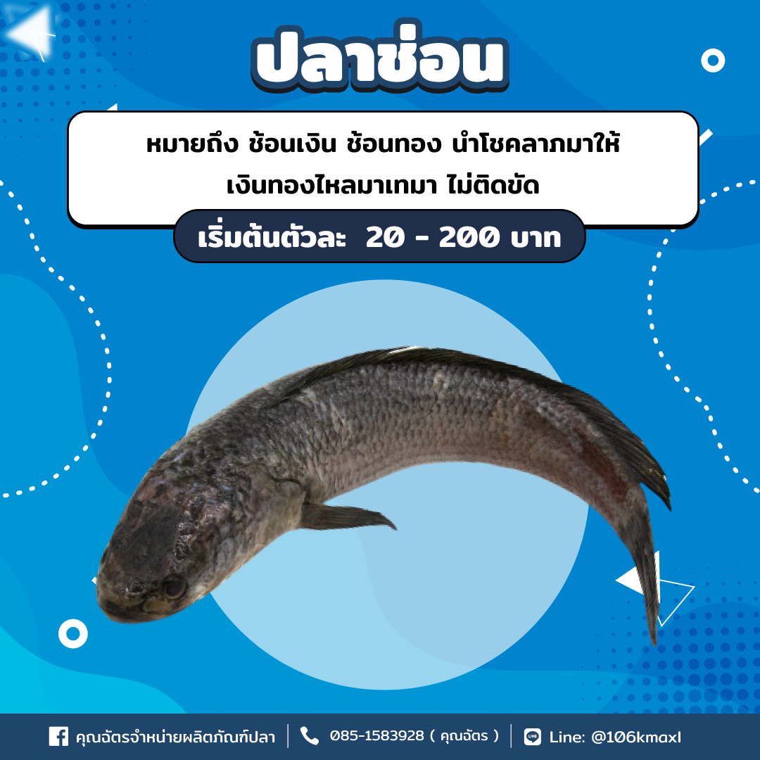 ปลาช่อน