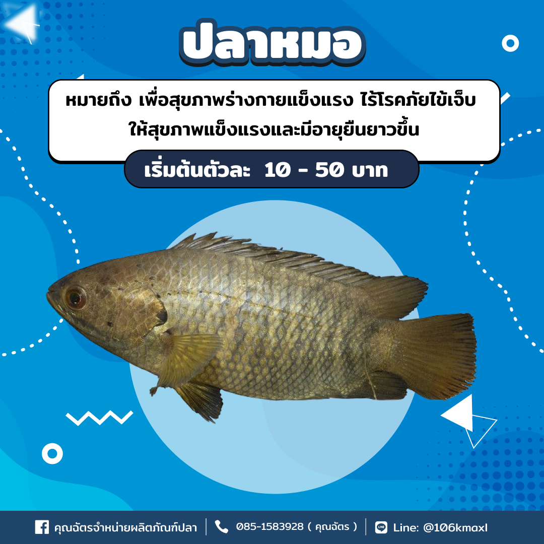 ปลาหมอ