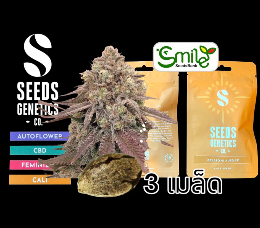 Seeds Genetics.Co Gelato 41 Auto - Pack 3