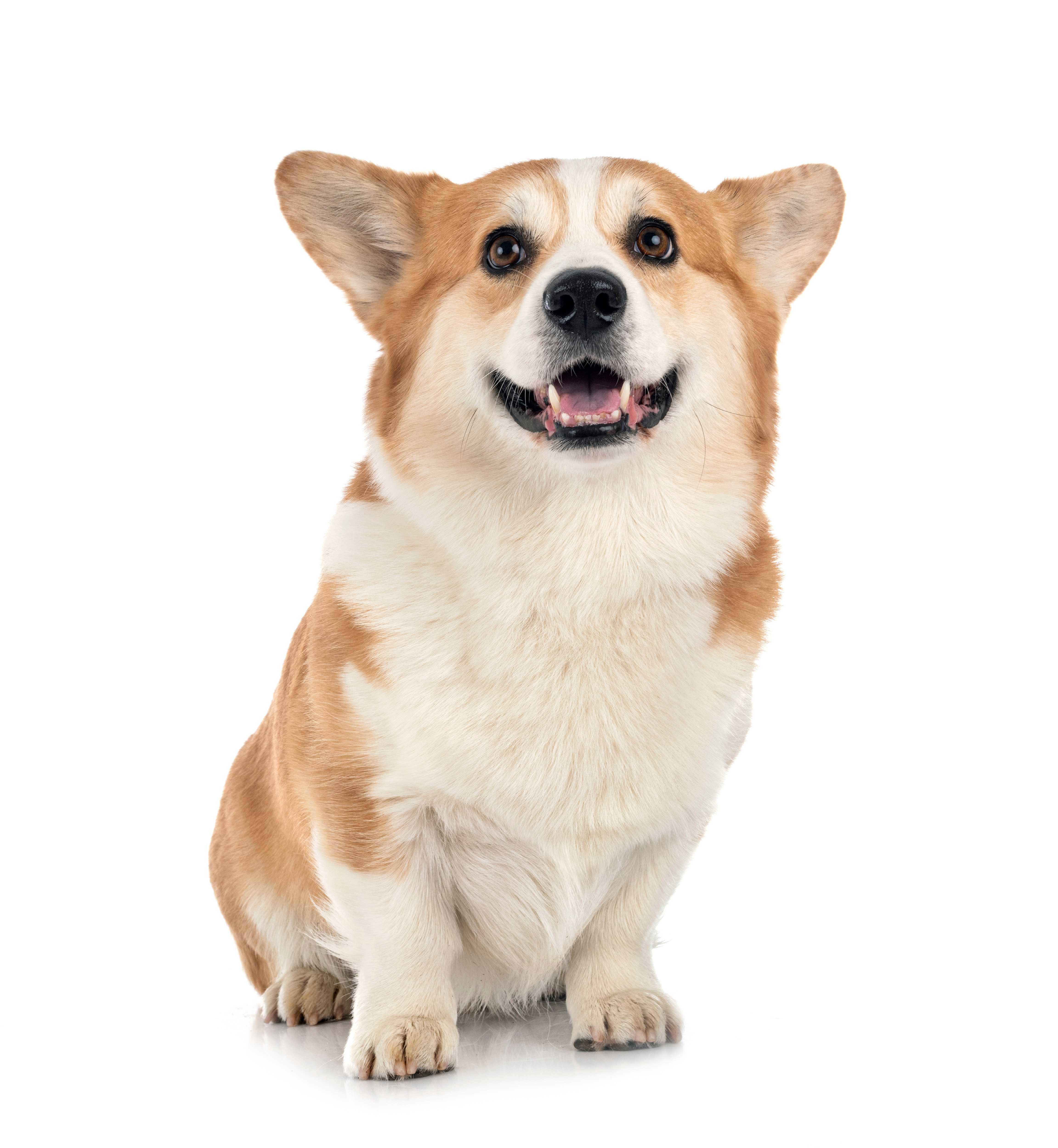 An Image