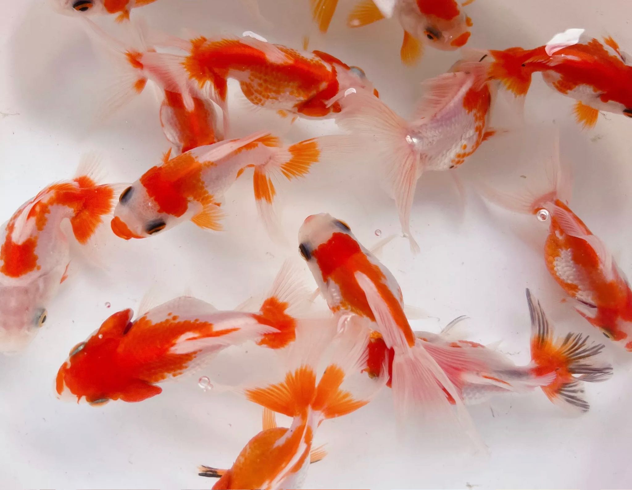 Goldfish ปลาทองฮอลันดาหัววุ้น สีซากุระขาวแดง ไซร้2นิ้ว คัดเกรดสวยๆ มีประกันสินค้าคะ