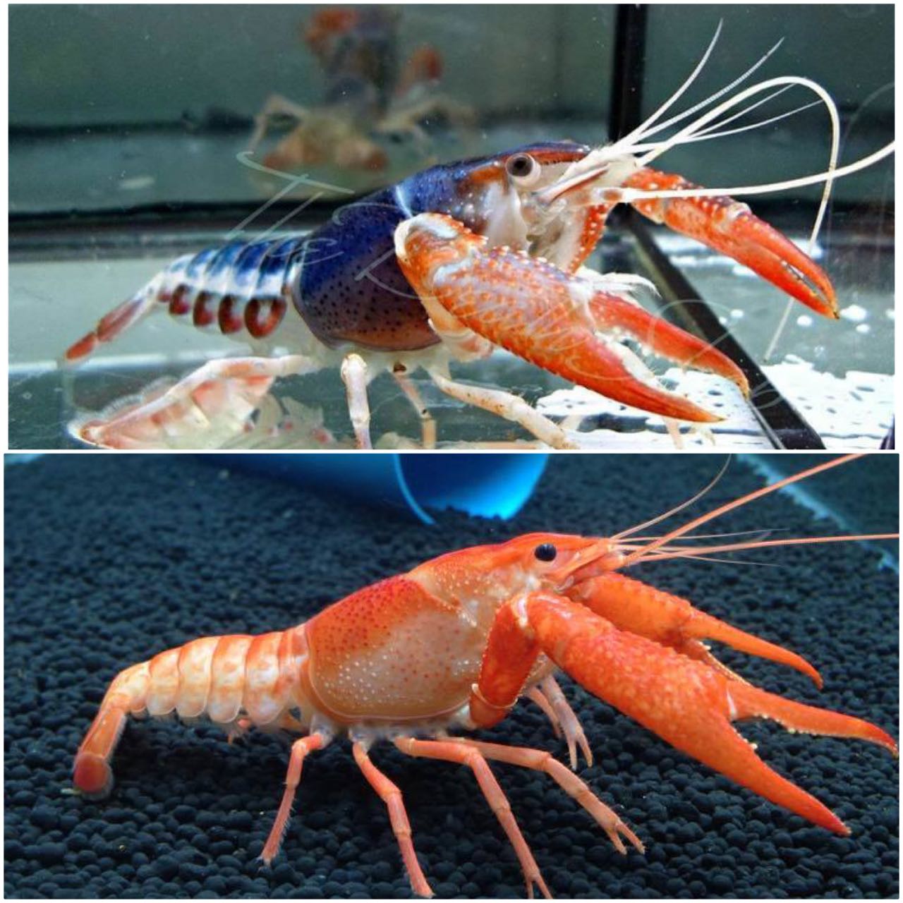 กุ้งเครฟิช สีพิเศษโกส สีสวยมาก ไซร้พร้อมผสม เลี้ยงง่ายไม่ต้องใช้ออกซิเจน มีประกันสินค้าคะ