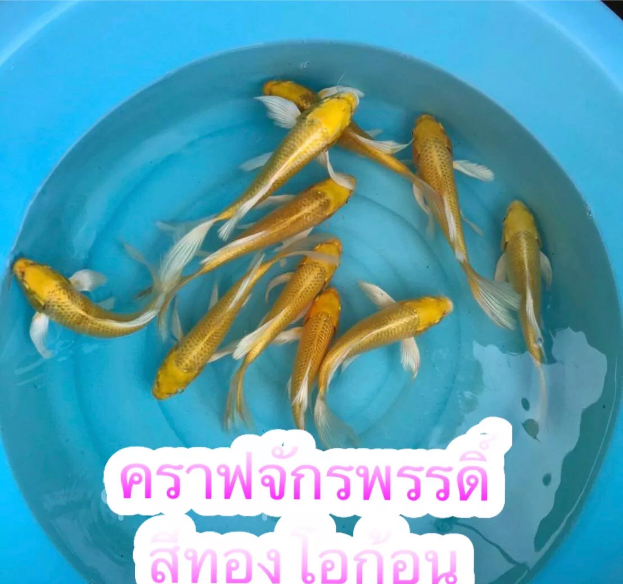 ปลาคราฟจักรพรรดิ สีเหลืองทองโอก้อน ปลาคราฟลูกนอก หางยาว ไซร้4-5นิ้ว มีประกันสินค้าคะ
