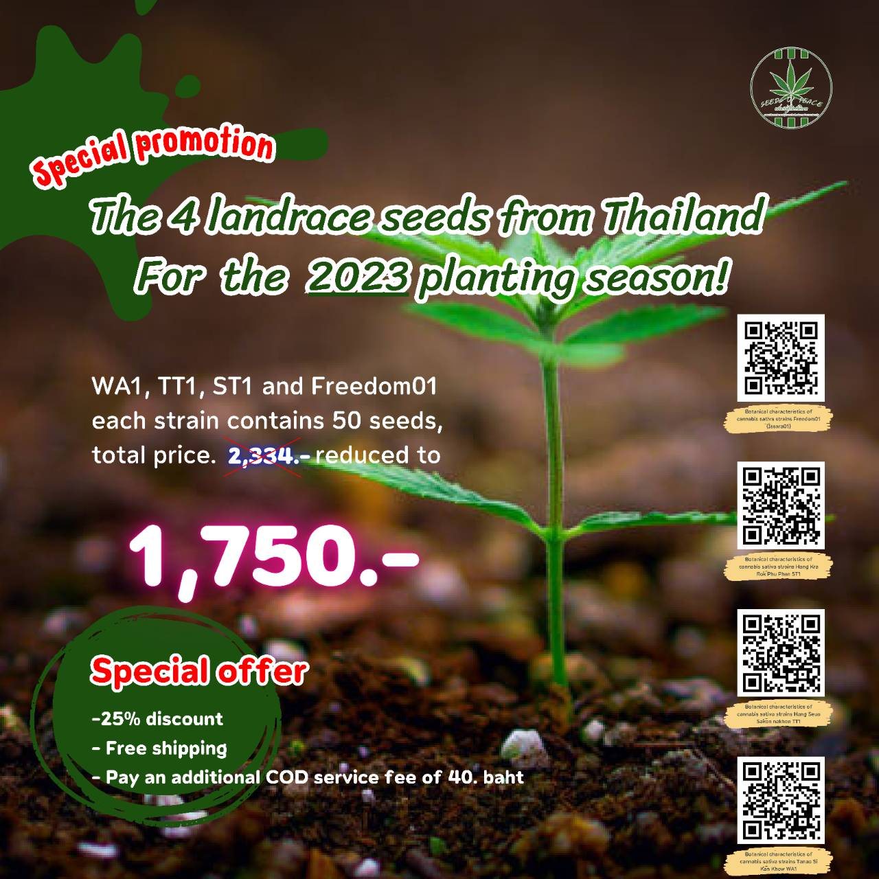 All 4 Landrace strains seeds of Thailand / รวม4สายพันธุ์พื้นถิ่นของไทย 