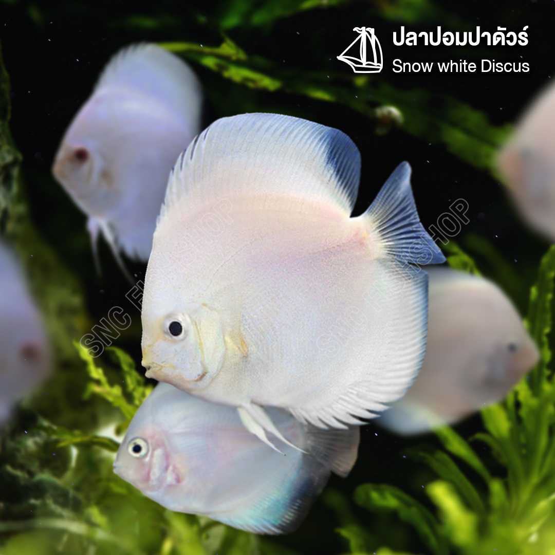 ปลาปอมปาดัวร์ (Snow white Discus ) จำนวน 1ตัว ไซส์ประมาณ 4cm.