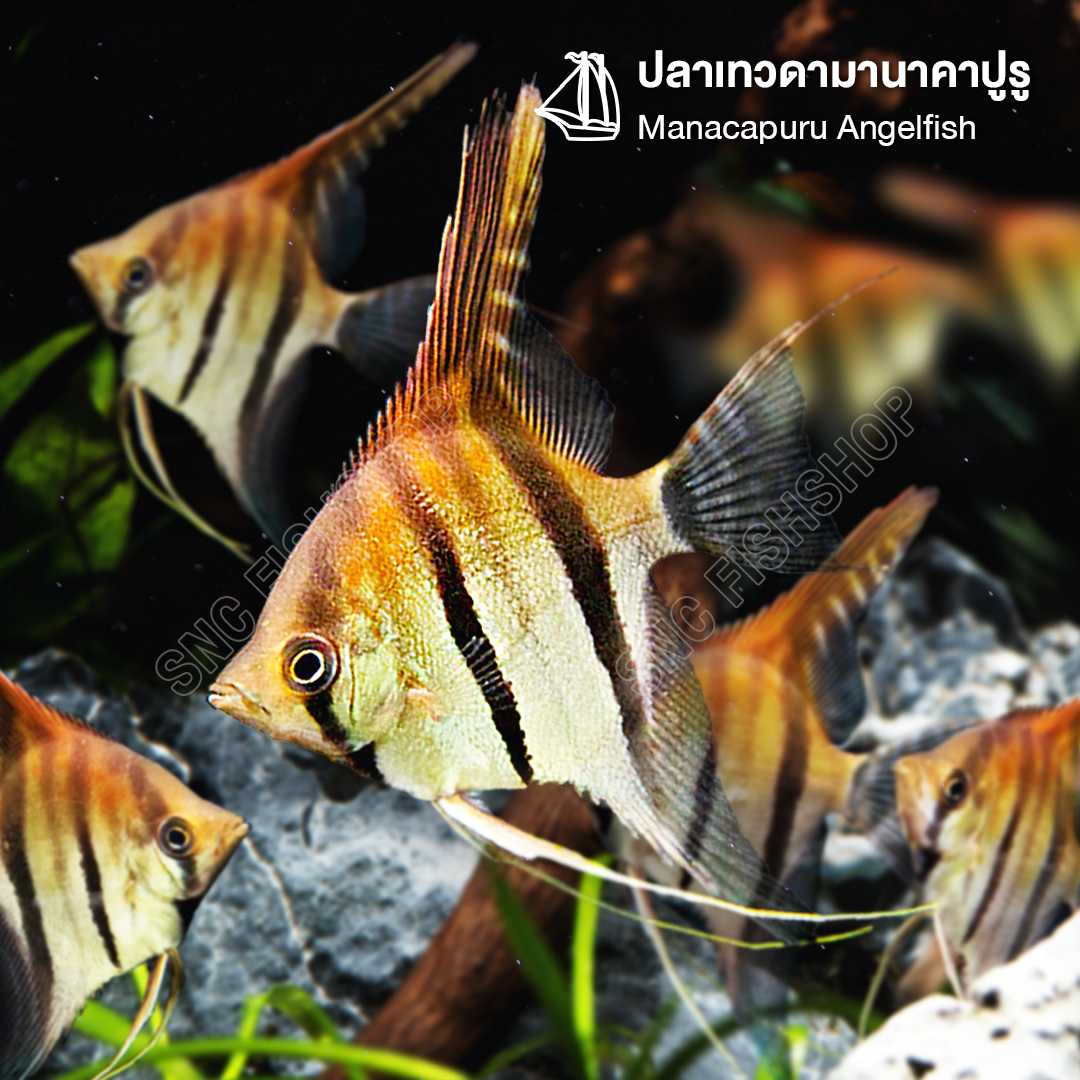 ปลาเทวดามานาคาปูรู (Manacapuru Angelfish) ขายเซทละ 1ตัว/2ตัว ไซส์ประมาณ 5cm
