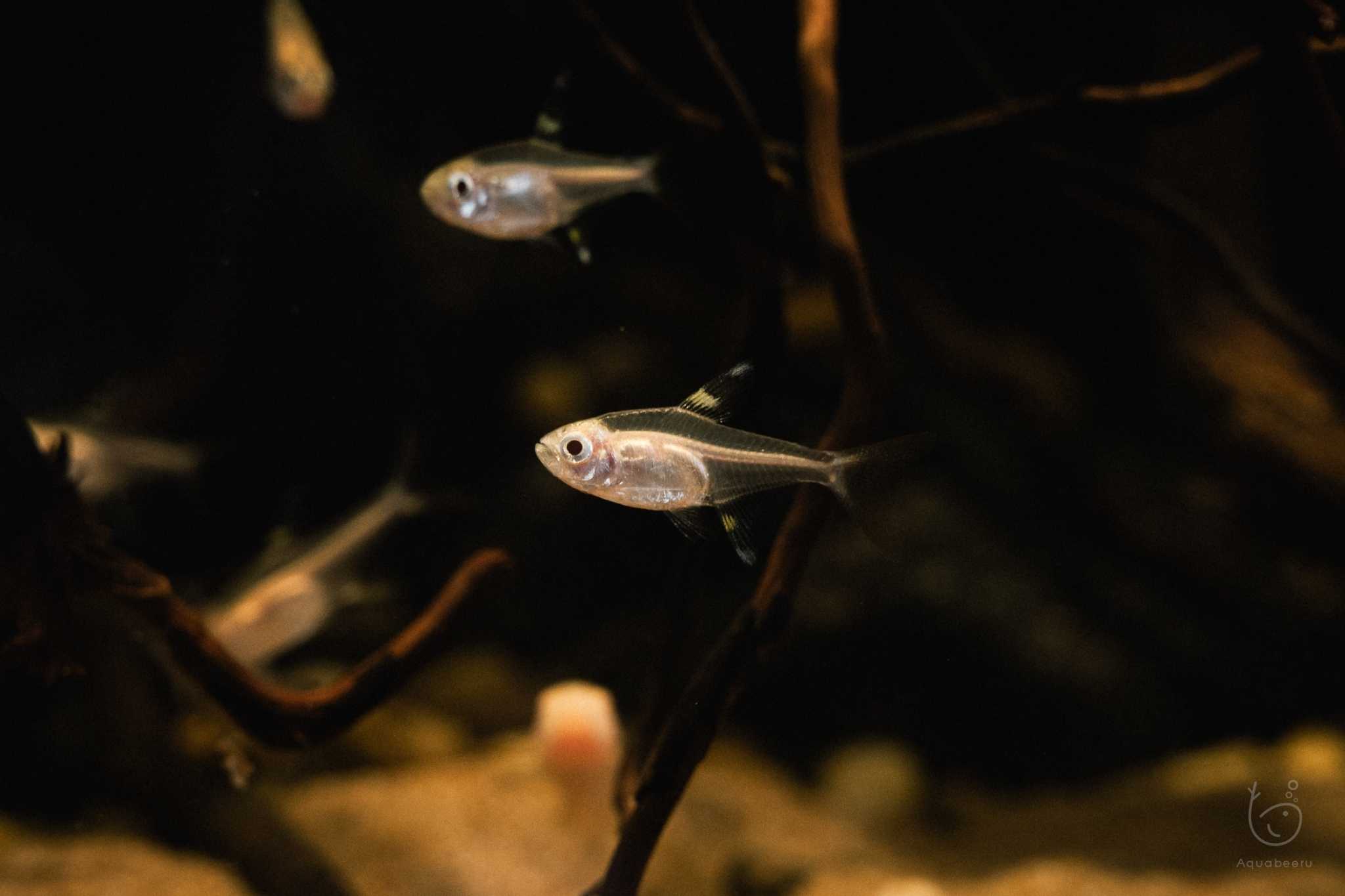ปลาพริสเทลล่าเผือก (Albino Pristella Tetra)