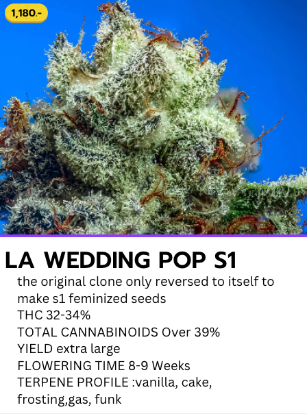 LA Wedding POP S1