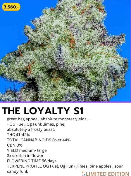 The Loyalty