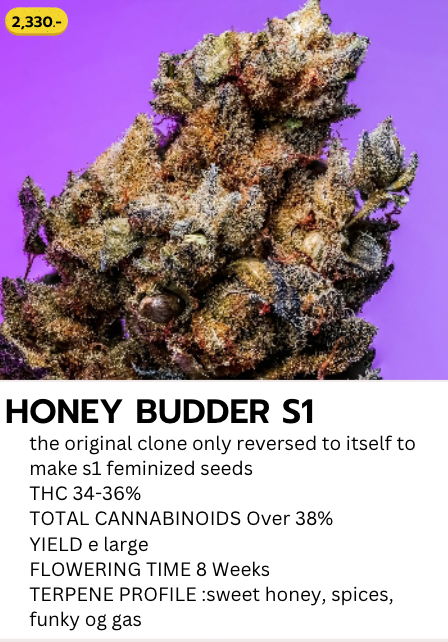 Honey Budders S1