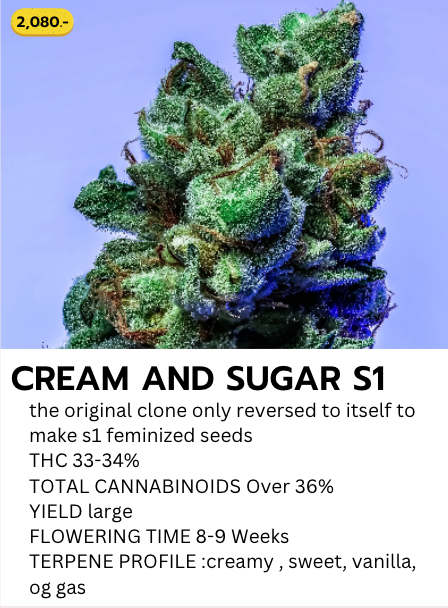 Cream and Sugar S1