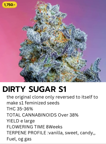 Dirty Sugar S1