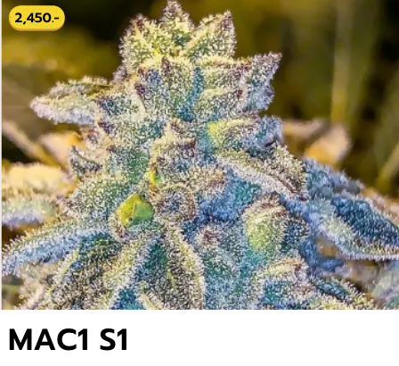MAC1 S1