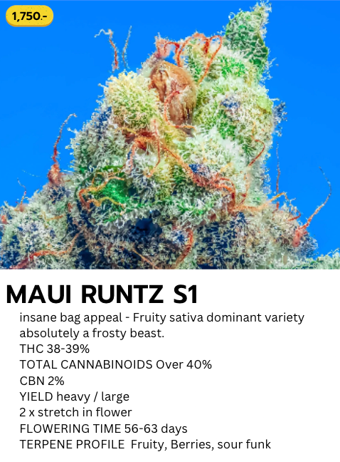 Maui Runtz s1