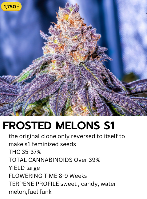 Frosted Melons s1