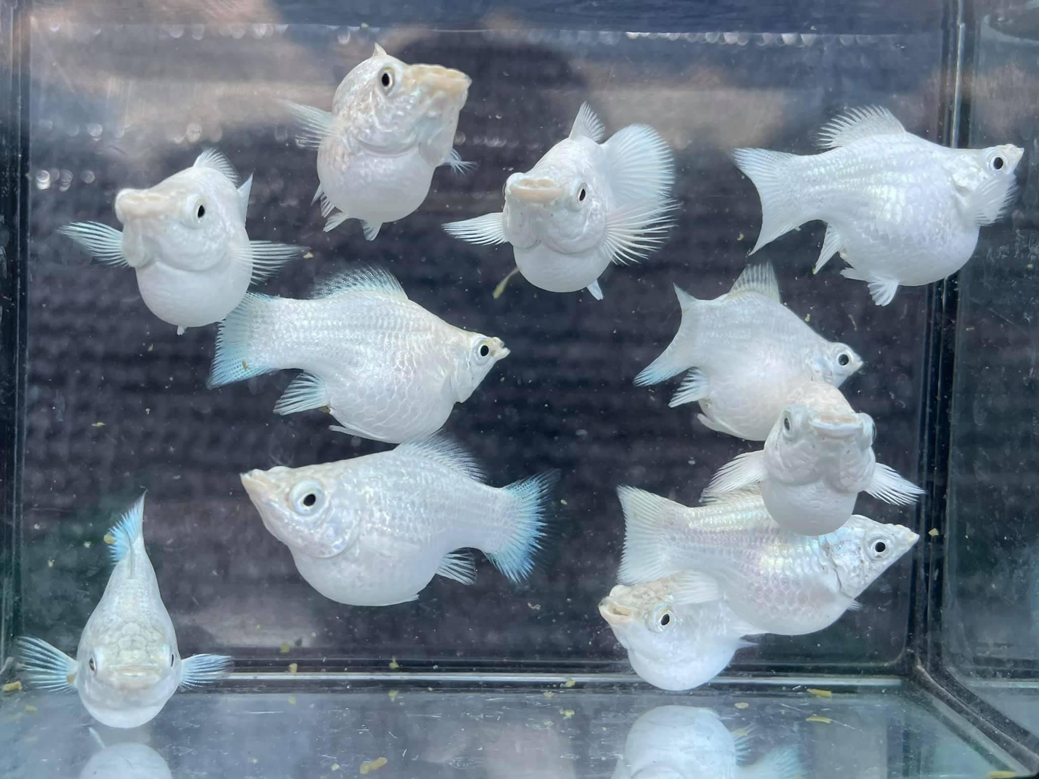 ปลาบอลลูนแพลตตินัม คละผู้+เมีย  ชุด5ตัวแถม1ตัว