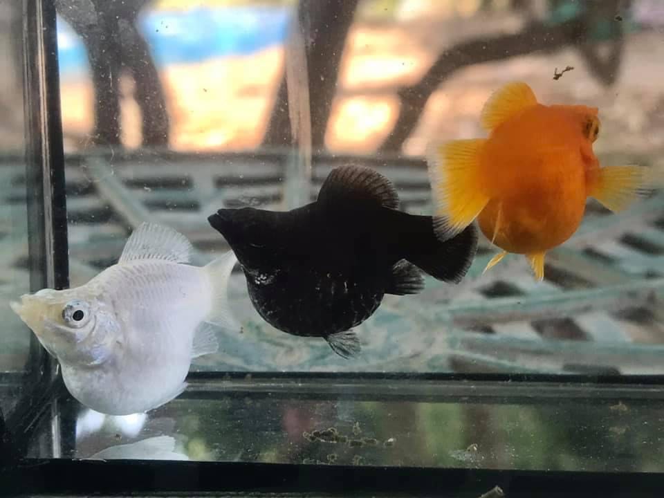 ปลาบอลลูนยักษ์ ชุด1คู่ ผู้+เมีย
