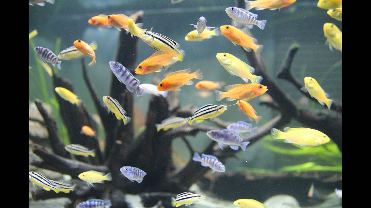 ปลามาลาวีคละสี ชุด5ตัวแถม1