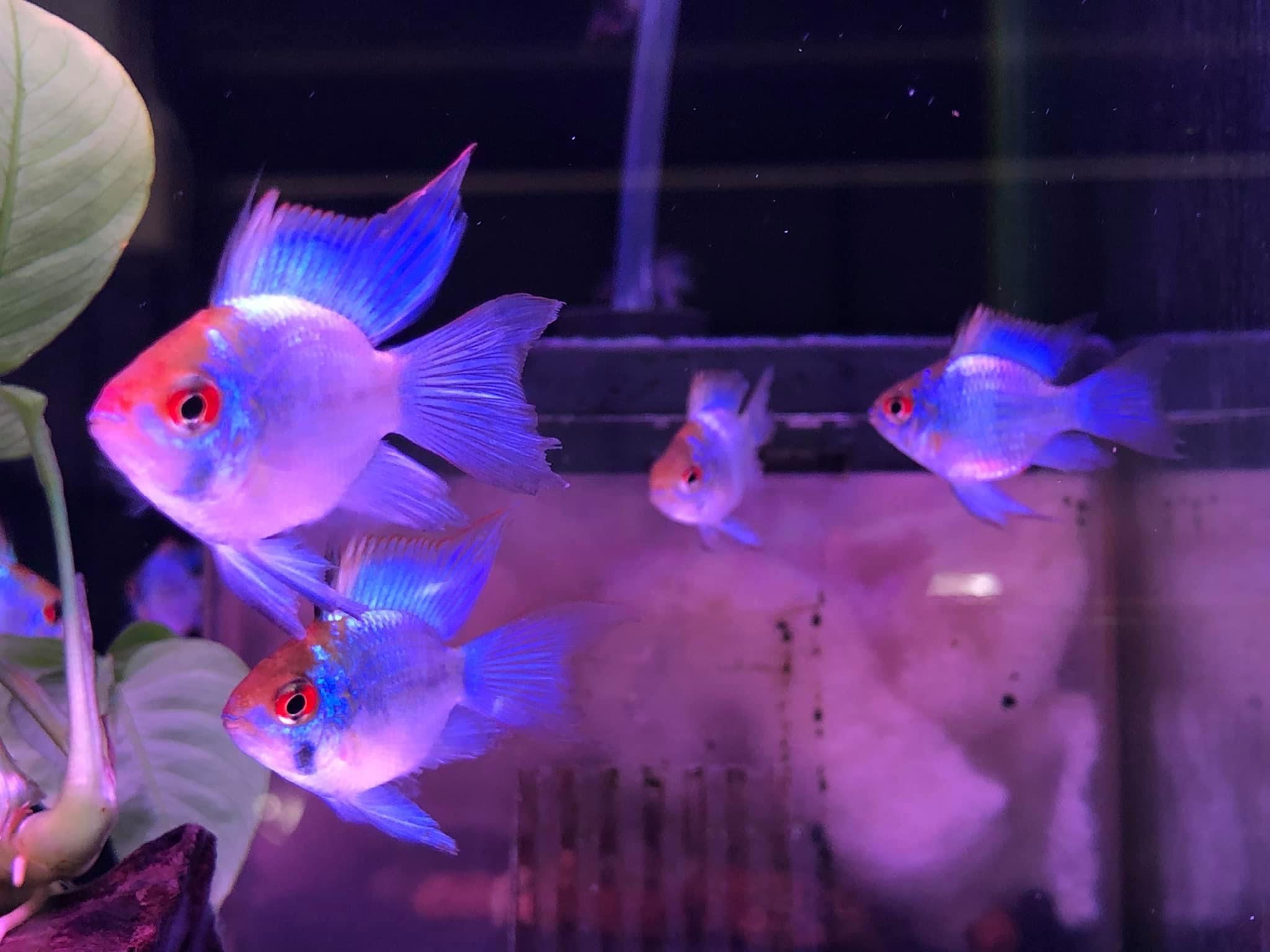 ปลาแรม7สี ปลาแรมบลู เลี้ยงตู้ปลาสวยงาม มีประกันสินค้าคะ
