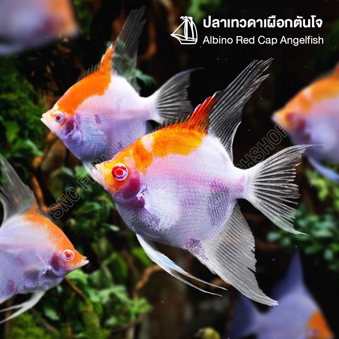 ปลาเทวดาเผือกตันโจ (Albino Red Cap Angelfish) ขายเซทละ 2ตัว ไซส์ประมาณ 5cm.