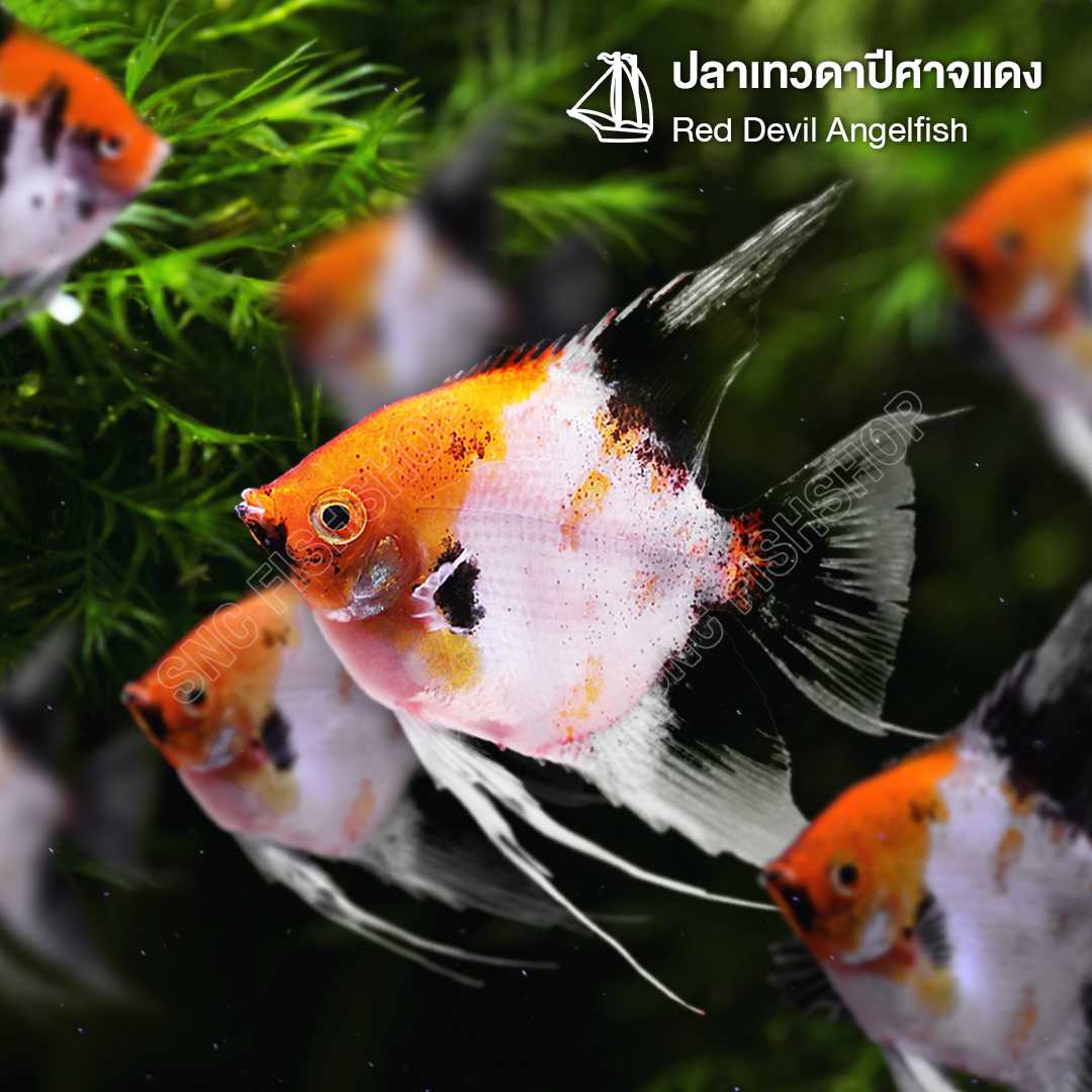 ปลาเทวดาปีศาจแดง (Red Devil Angelfish) ขายเซทละ 2ตัว ไซส์ประมาณ 6cm.