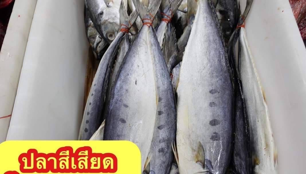 ปลาสีเสียด 5 kg โลละ 100 