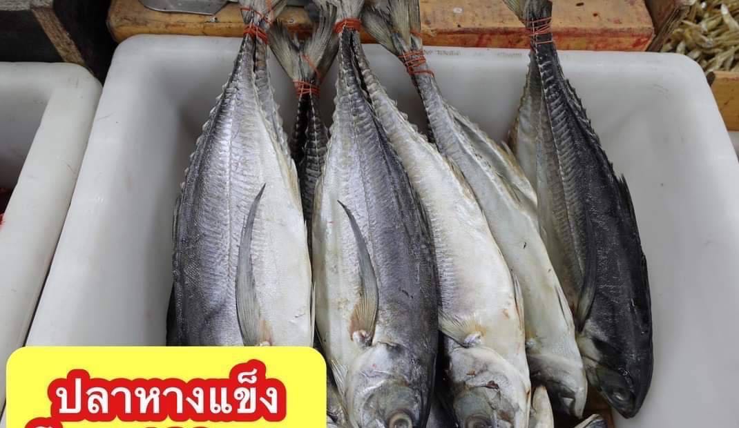 ปลาห่างแข็ง 5kg โลละ 100 