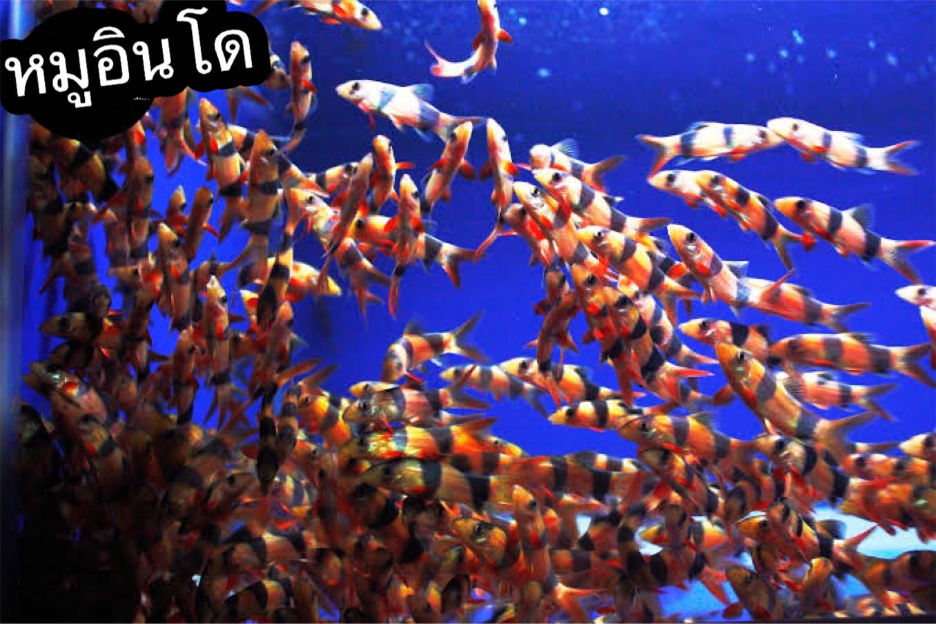 ปลาหมูอินโด ไซร้2นิ้ว มีประกันสินค้าคะ