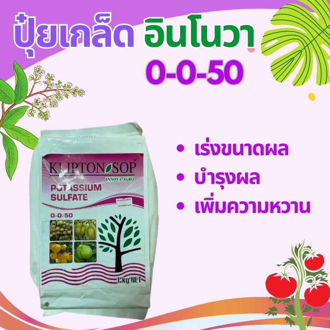 ปุ๋ยเกล็ด อินโนวา 0-0-50 คลิปตั้น-เอสโอพี 1กิโลกรัม เร่งขนาดผล บำรุงผล เพิ่มความหวาน