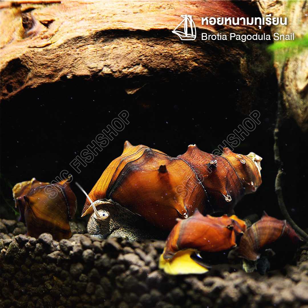 หอยหนามทุเรียน (Brotia Pagodula Snail) ขายเซทละ 5ตัว/12ตัว ไซส์ประมาณ 1.5cm.