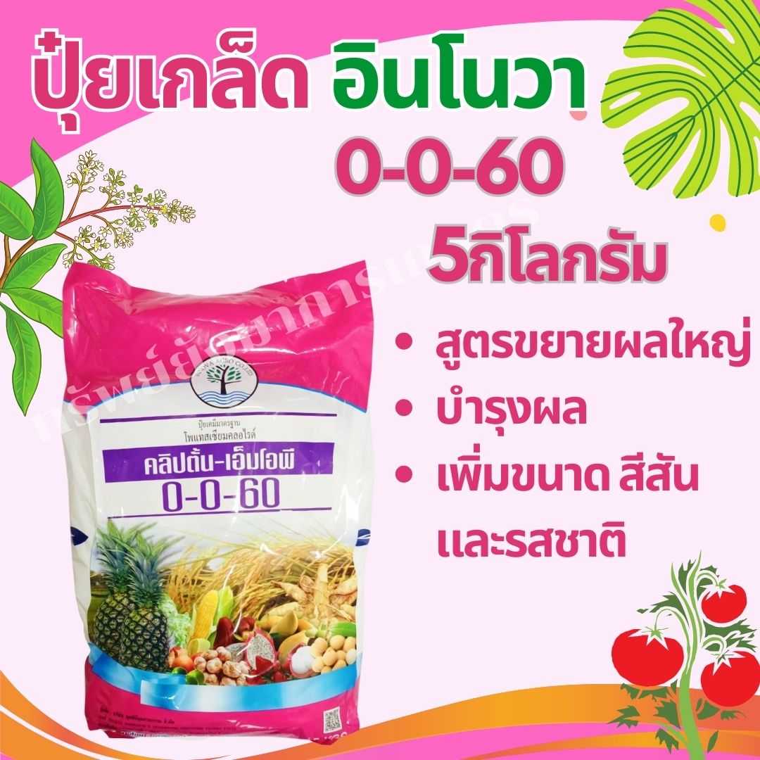 ปุ๋ยเกล็ด อินโนวา 0-0-60 5กิโลกรัม สูตรขยายผลใหญ่ บำรุงผล เพิ่มขนาด สีสัน และรสชาติ