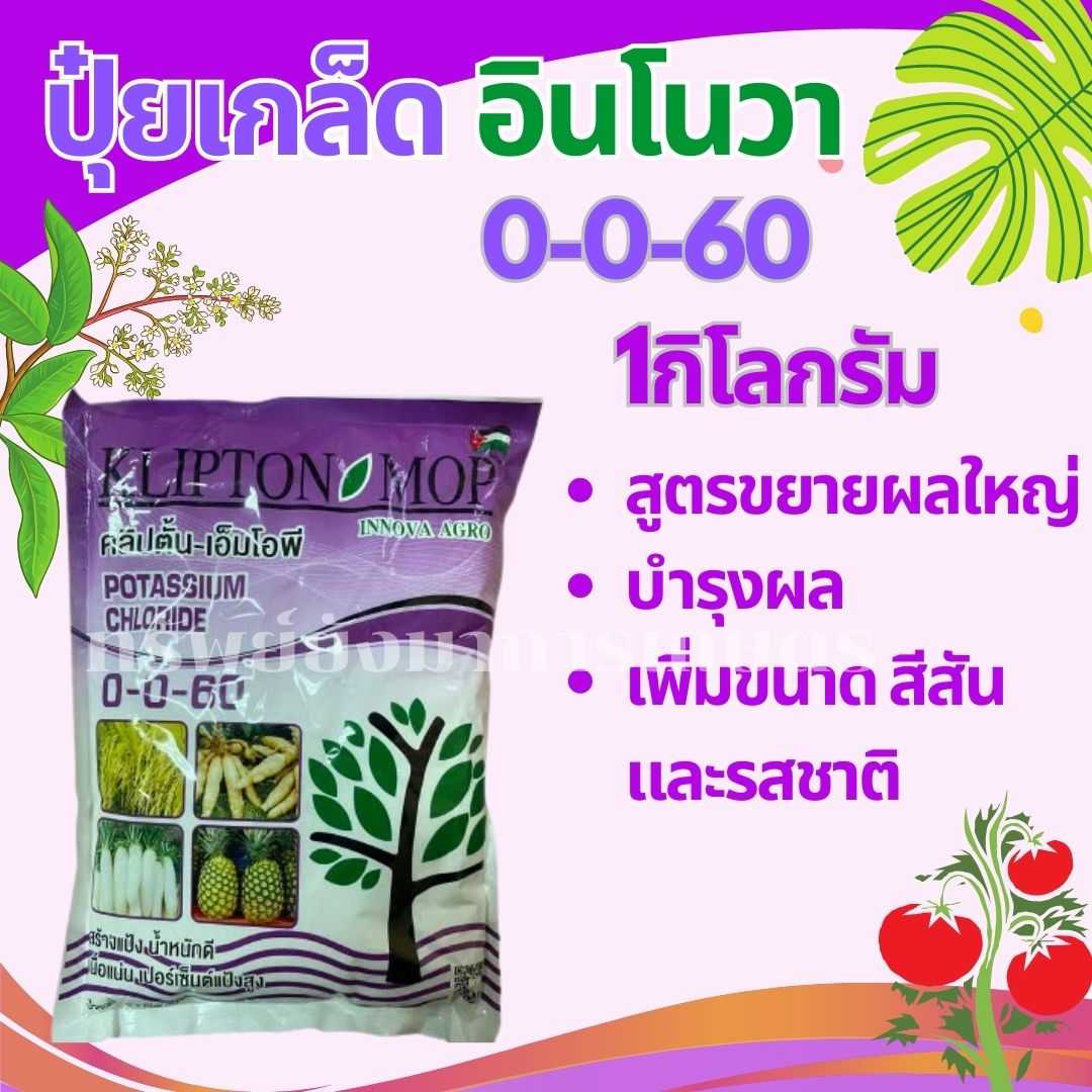 ปุ๋ยเกล็ด อินโนวา 0-0-60  1กิโลกรัม สูตรขยายผลใหญ่ บำรุงผล เพิ่มขนาด สีสัน และรสชาติ