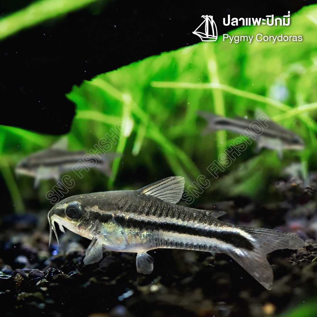 แพะปิกมี่ (Pygmy Corydoras) ขายเซทละ 5ตัว/12ตัว ไซส์ประมาณ 2cm.