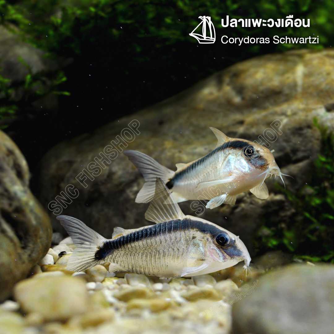 ปลาแพะวงเดือน (Corydoras Granti) ขายเซทละ 2ตัว/5ตัว ไซส์ประมาณ 3cm.
