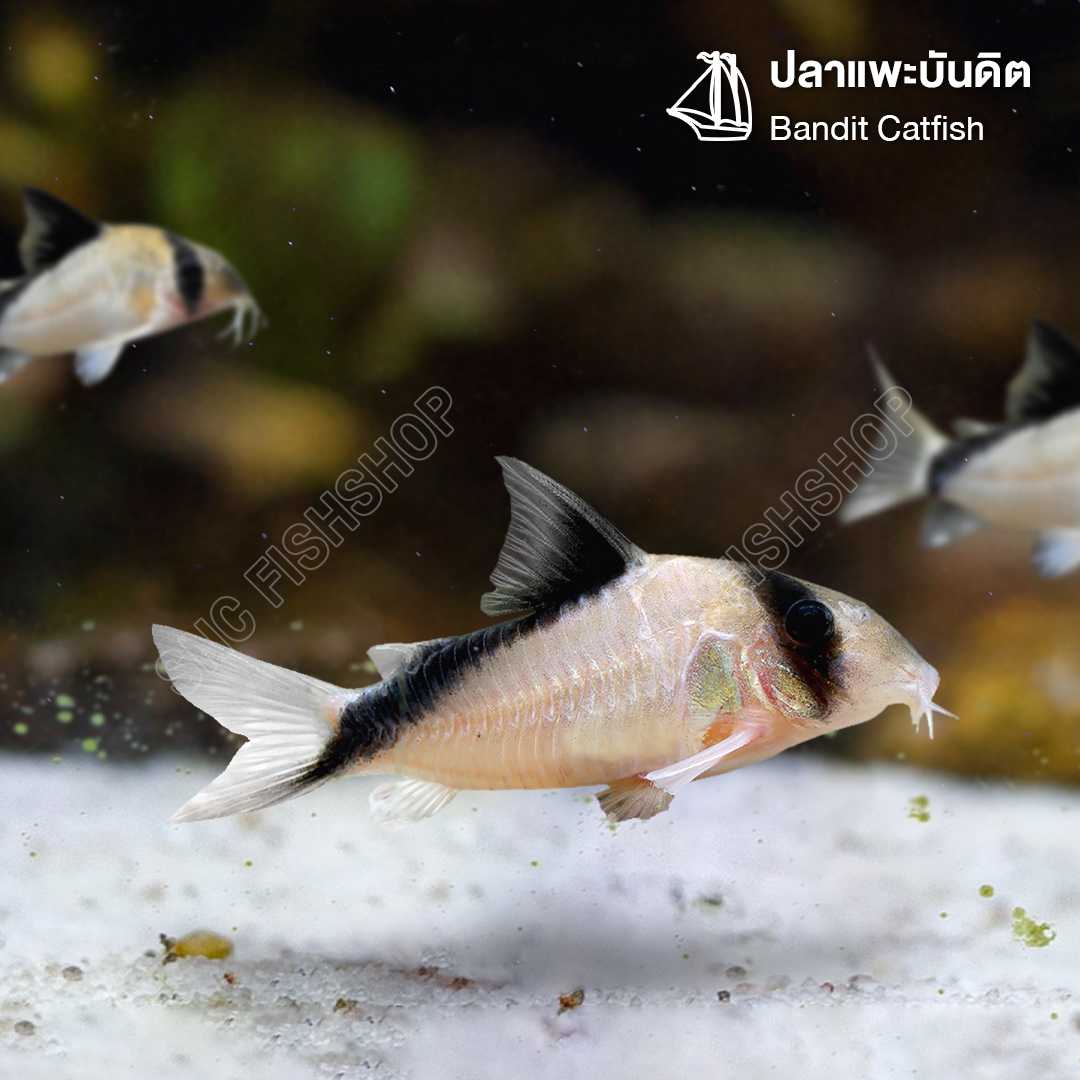 แพะบันดิต (Bandit Catfish) ขายเซทละ 2ตัว/5ตัว ไซส์ประมาณ 2.5cm